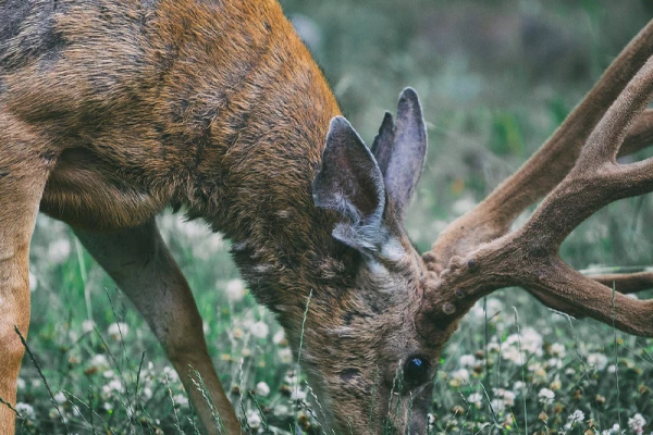 Découvrez le Brame du seigneur de nos Montagne, le Cerf Elaphe ! - Bonjour Fun