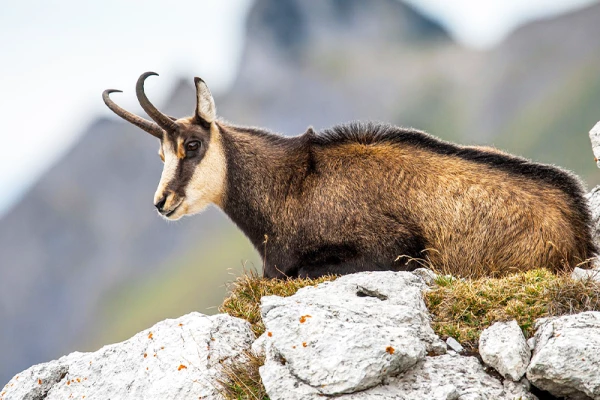 Découvrez le champion de nos montagnes, le Chamois ! - Bonjour Fun