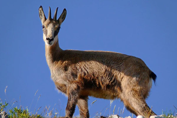 Découvrez le champion de nos montagnes, le Chamois ! - Bonjour Fun