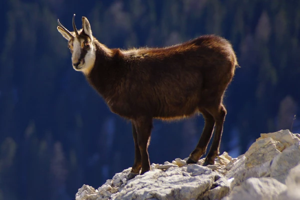 Découvrez le champion de nos montagnes, le Chamois ! - Bonjour Fun