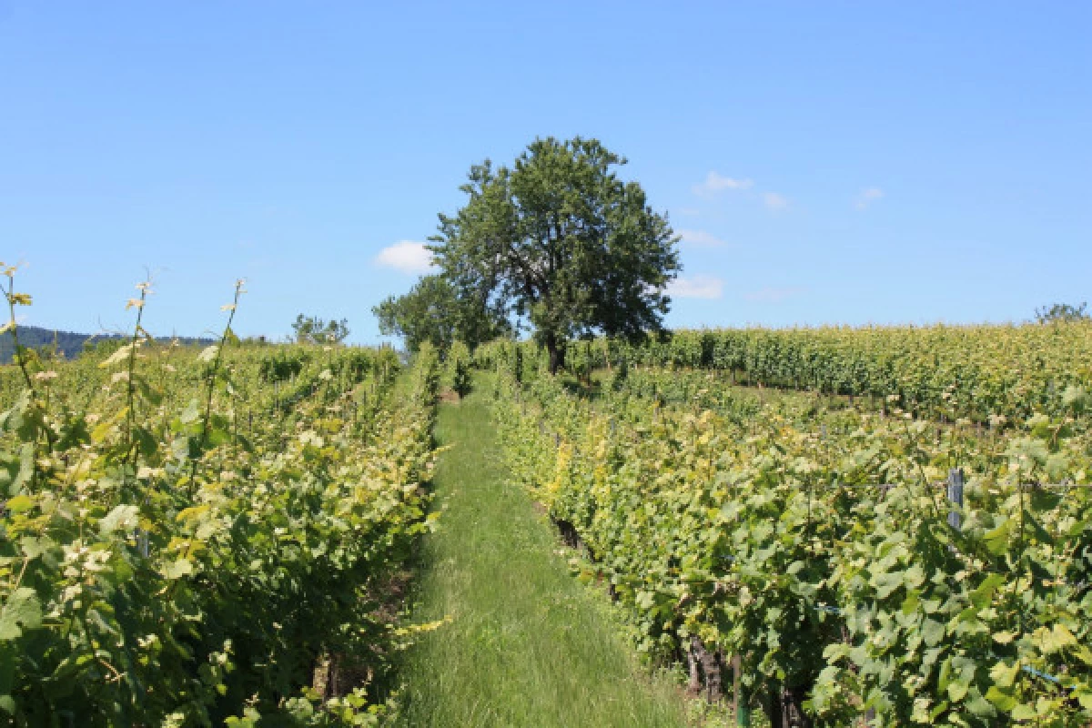 Devenez vigneron d'un jour ! - Bonjour Fun