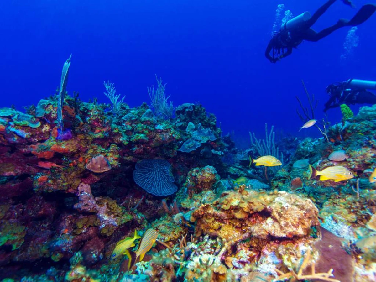 Diving baptism - Bonjour Fun