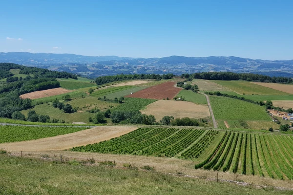 ENTRE BEAUJOLAIS VERT ET PIERRES DOREES - Bonjour Fun