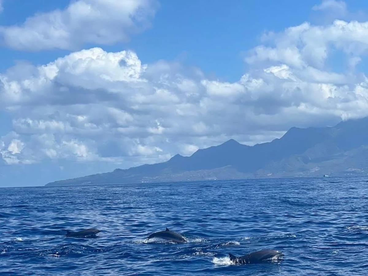 Excursion dauphin Nord de la Martinique - Enfant moins de 12 ans - Bonjour Fun