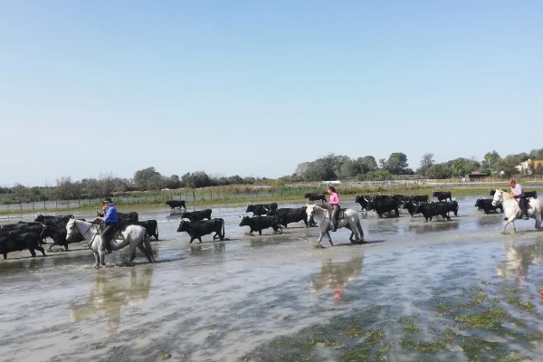 Excursion en minibus Sable de Camargue - Demi-Journée Manade Camarguaise - Bonjour Fun