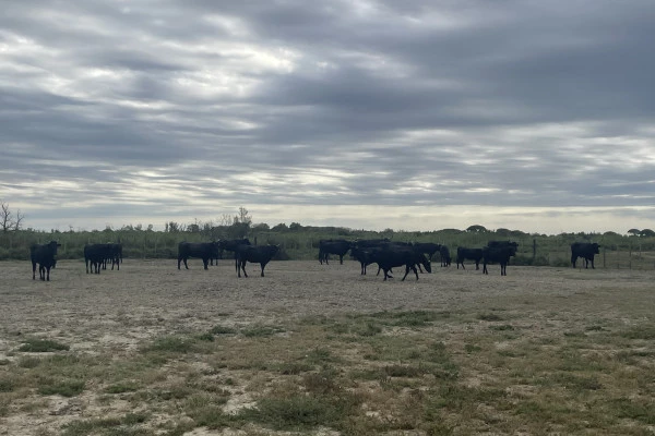 Excursion en minibus Sable de Camargue - Demi-Journée Manade Camarguaise - Bonjour Fun