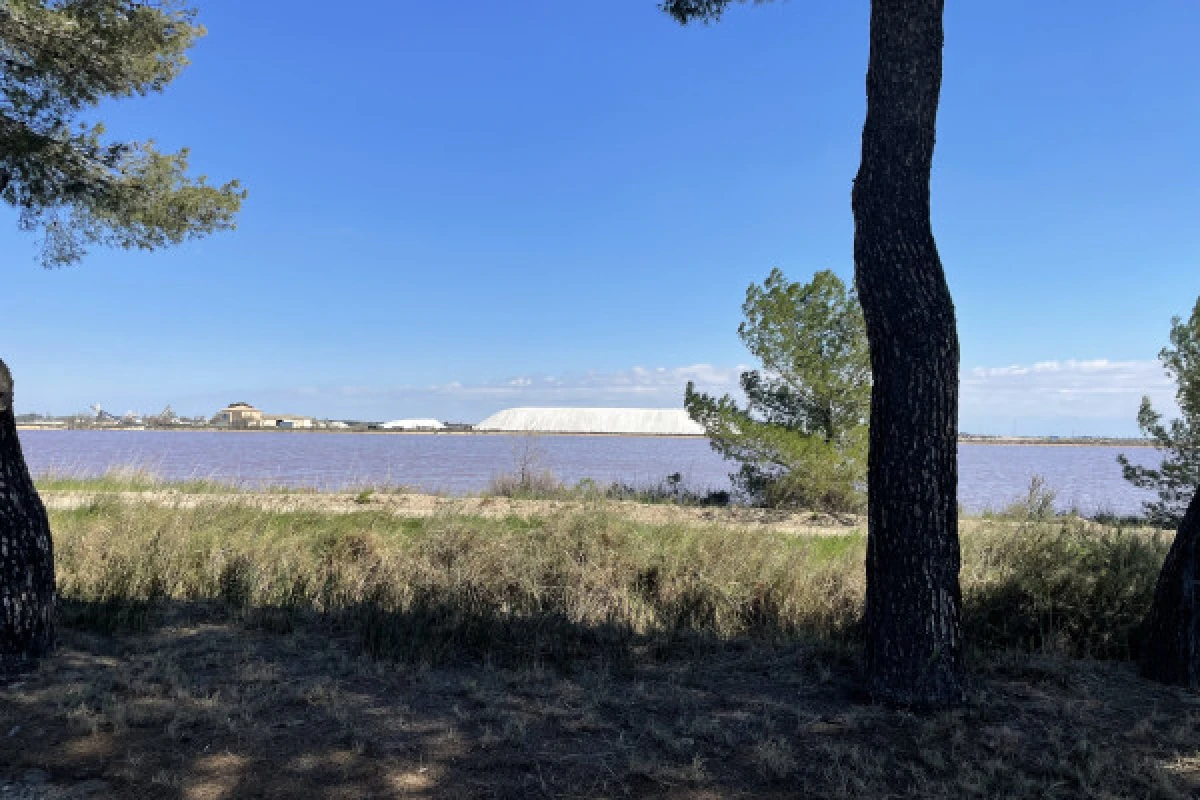 Excursion Sable de Camargue - Demi-Journée Wine Tour - Bonjour Fun