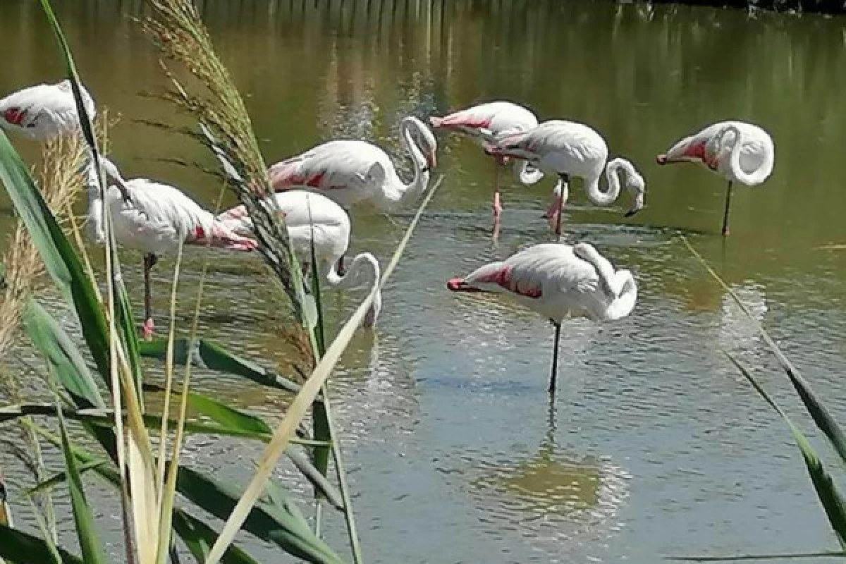 Excursion Sable de Camargue - Journée à la Découverte de la Camargue - Bonjour Fun