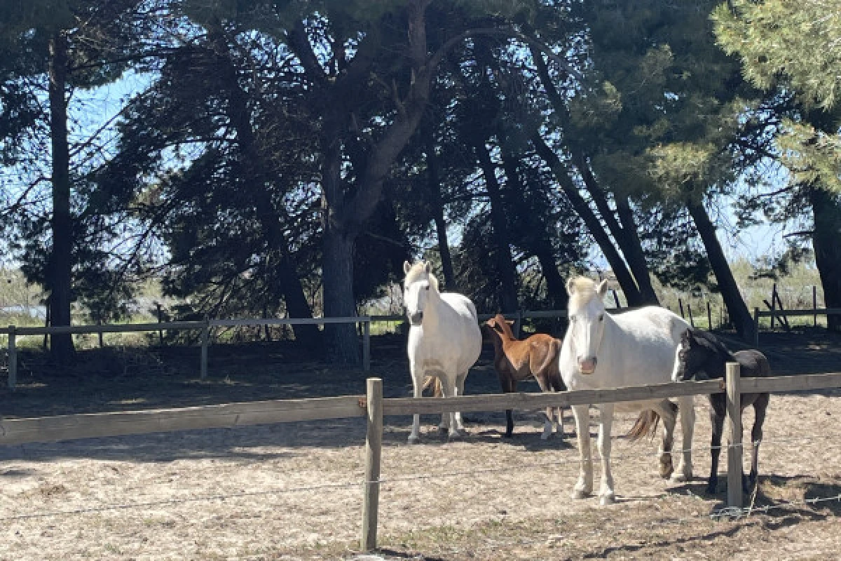 Excursion Sable de Camargue - Journée à la Découverte de la Camargue - Bonjour Fun