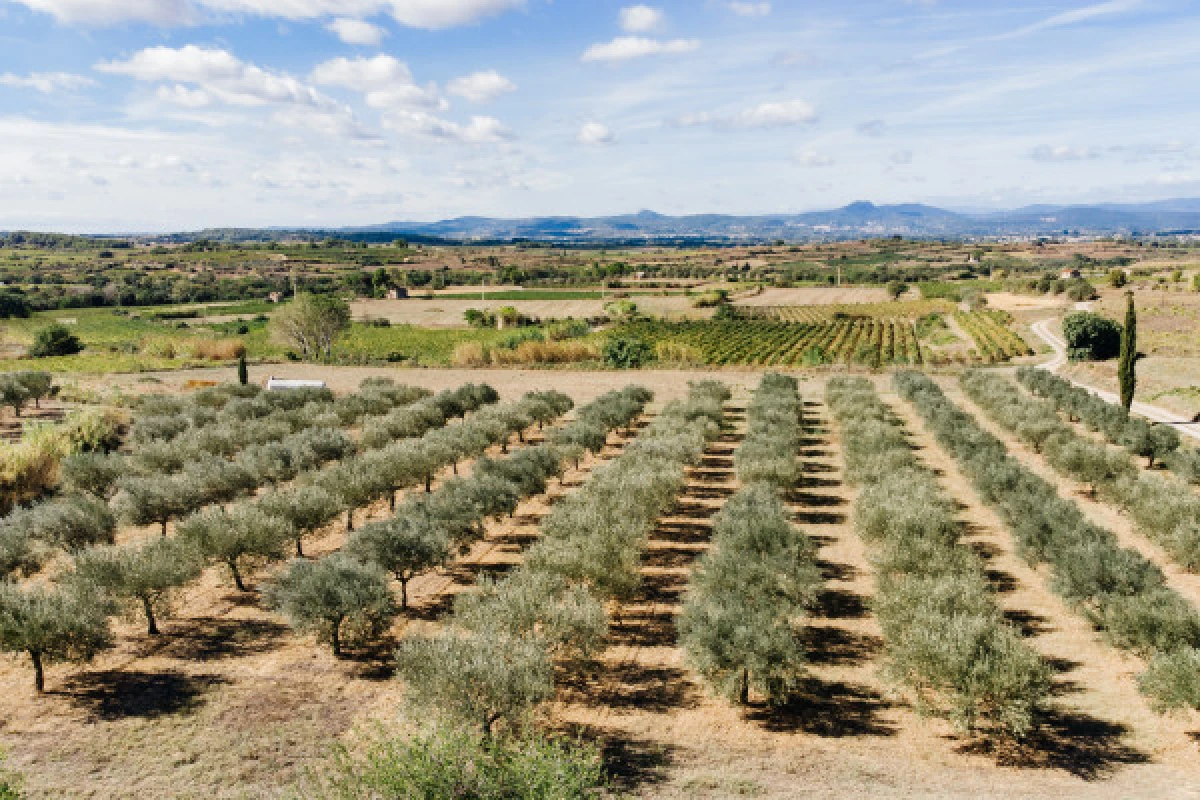 Excursion Terrasses du Larzac - Demi journée Huile d'Olive & Moulin - Bonjour Fun