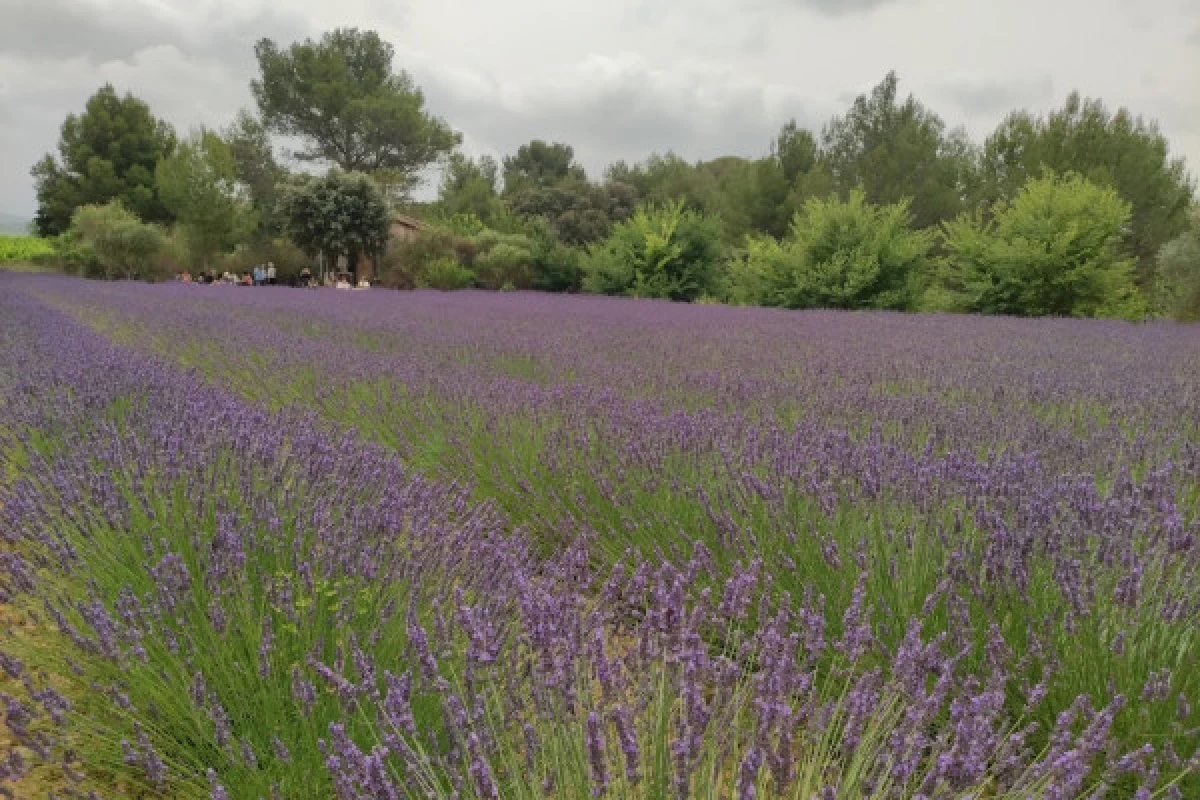 Excursion Terrasses du Larzac - Demi journée Huile d'Olive & Moulin - Bonjour Fun