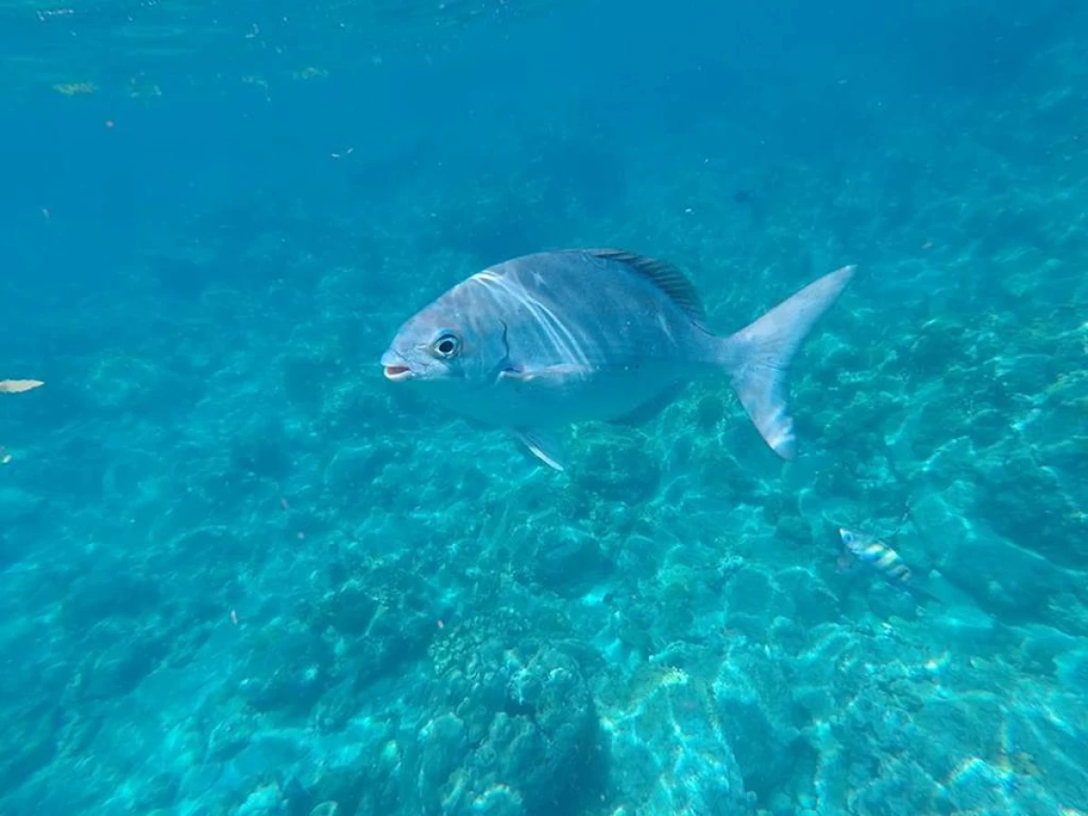 Exploration Aquatique : Randonnée Palmée à la Réserve Cousteau - Bonjour Fun