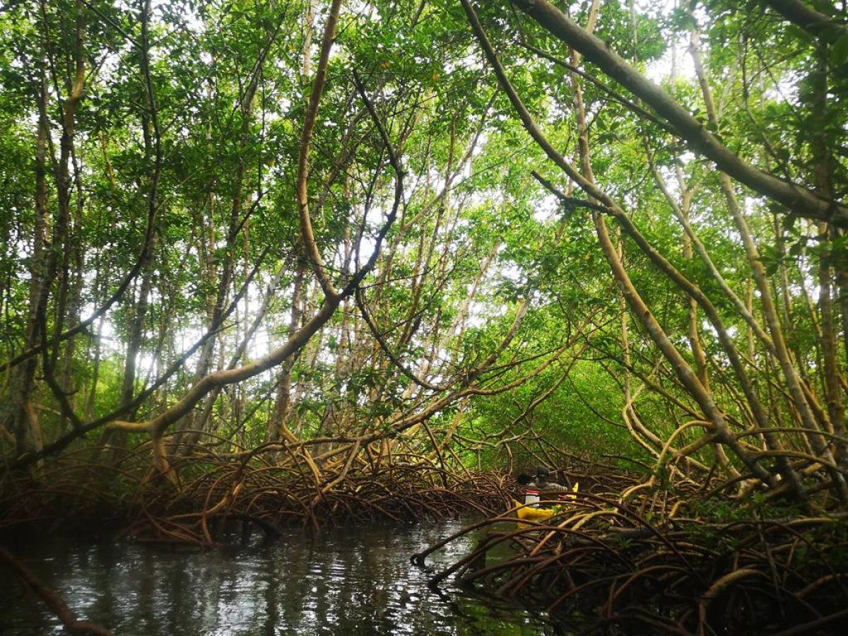 Exploration Kayak : le Grand Cul-de-Sac Marin - Bonjour Fun