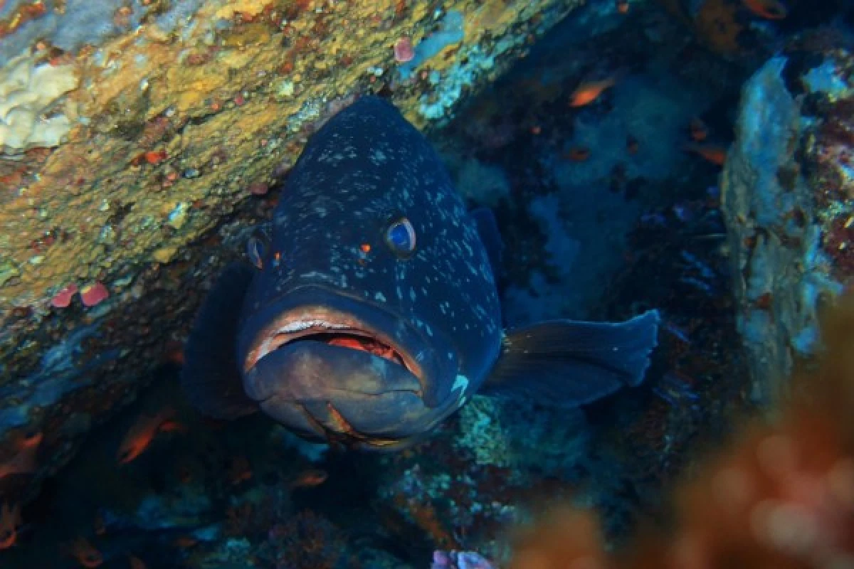 Exploration scuba diving - Les Issambres - Bonjour Fun