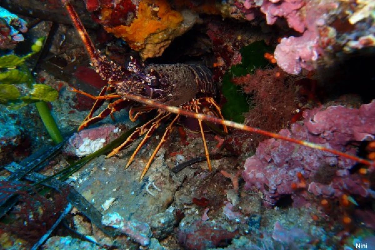 Exploration scuba diving - Les Issambres - Bonjour Fun