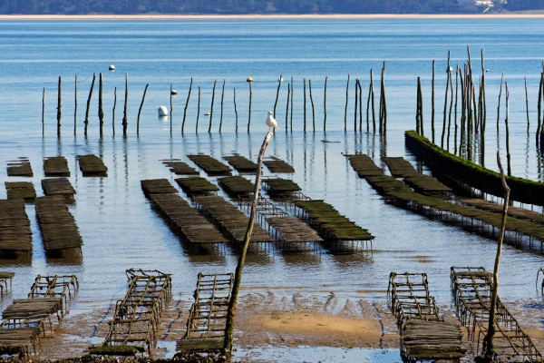 Depuis Bordeaux : tour privé sur le Bassin d'Arcachon - Bonjour Fun