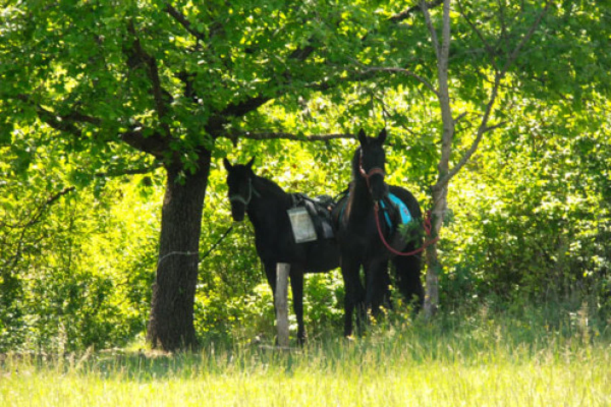 Journée détente à cheval ou poney au lac - Bonjour Fun