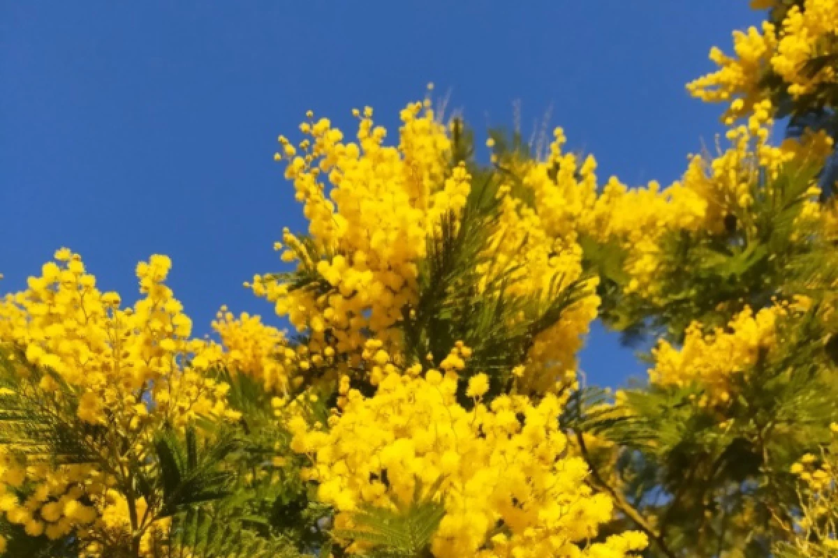 Journée oenologique vignobles de Bormes-les-Mimosas - Bonjour Fun