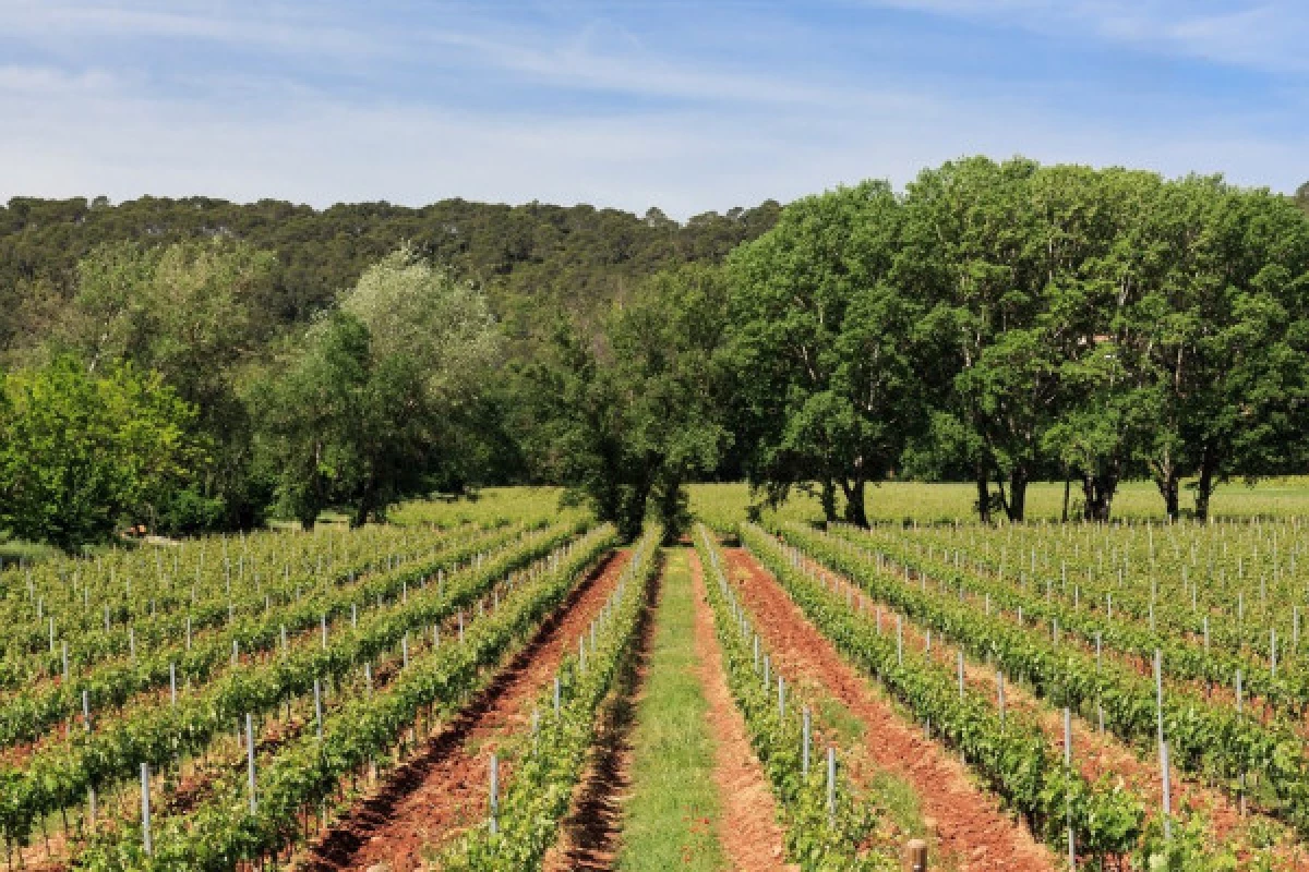 L'Esterel Côte d'Azur Wine Tour - Privé - Bonjour Fun