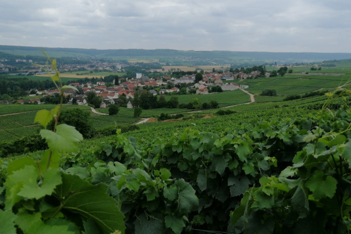 L'Immersion Gourmande - Balade, Visite & Gastronomie - Bonjour Fun