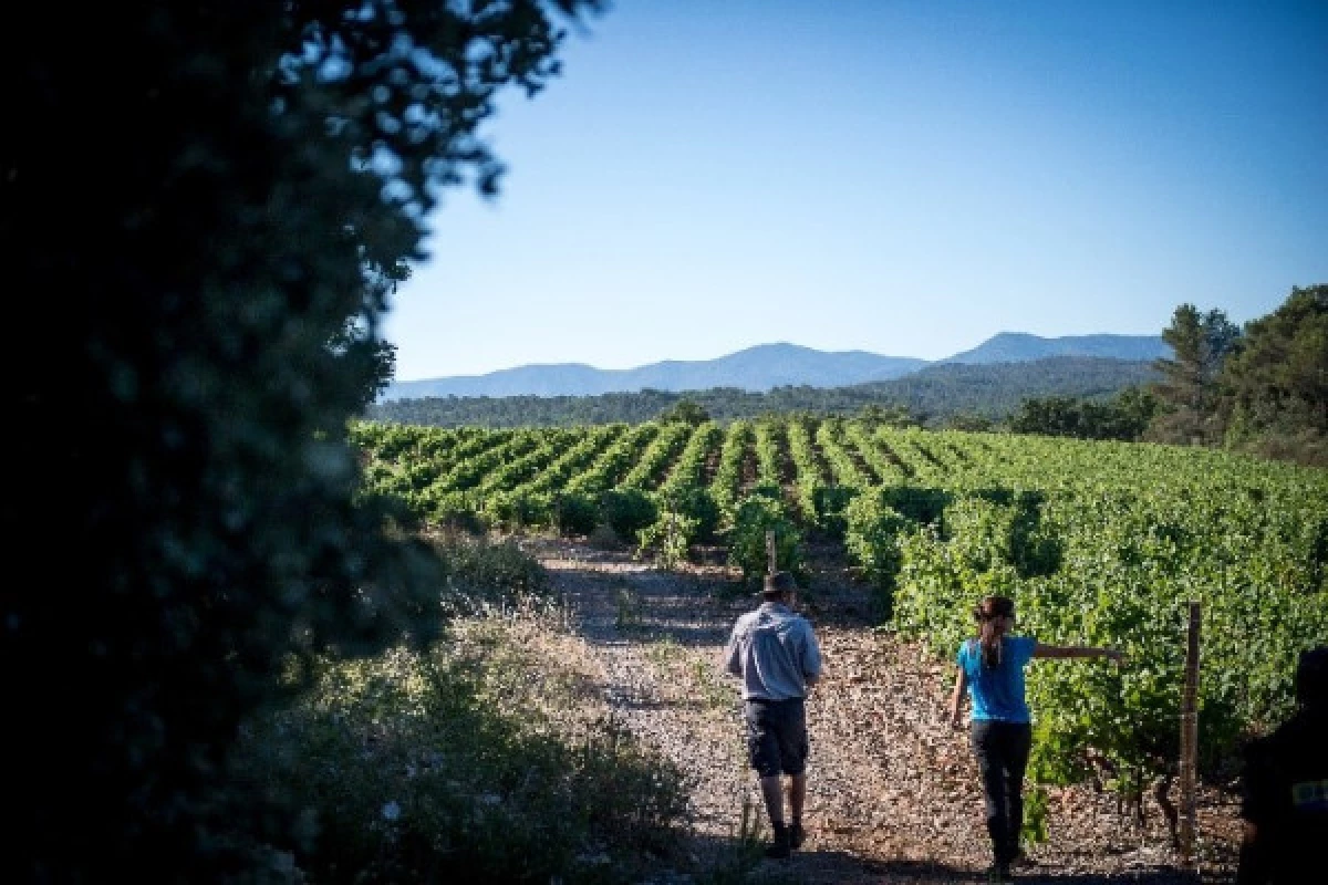 La balade biodiversité entre vigne et forêt - Bonjour Fun