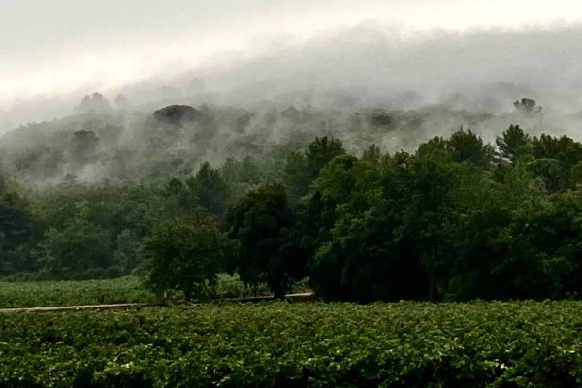 La balade biodiversité entre vigne et forêt - Bonjour Fun