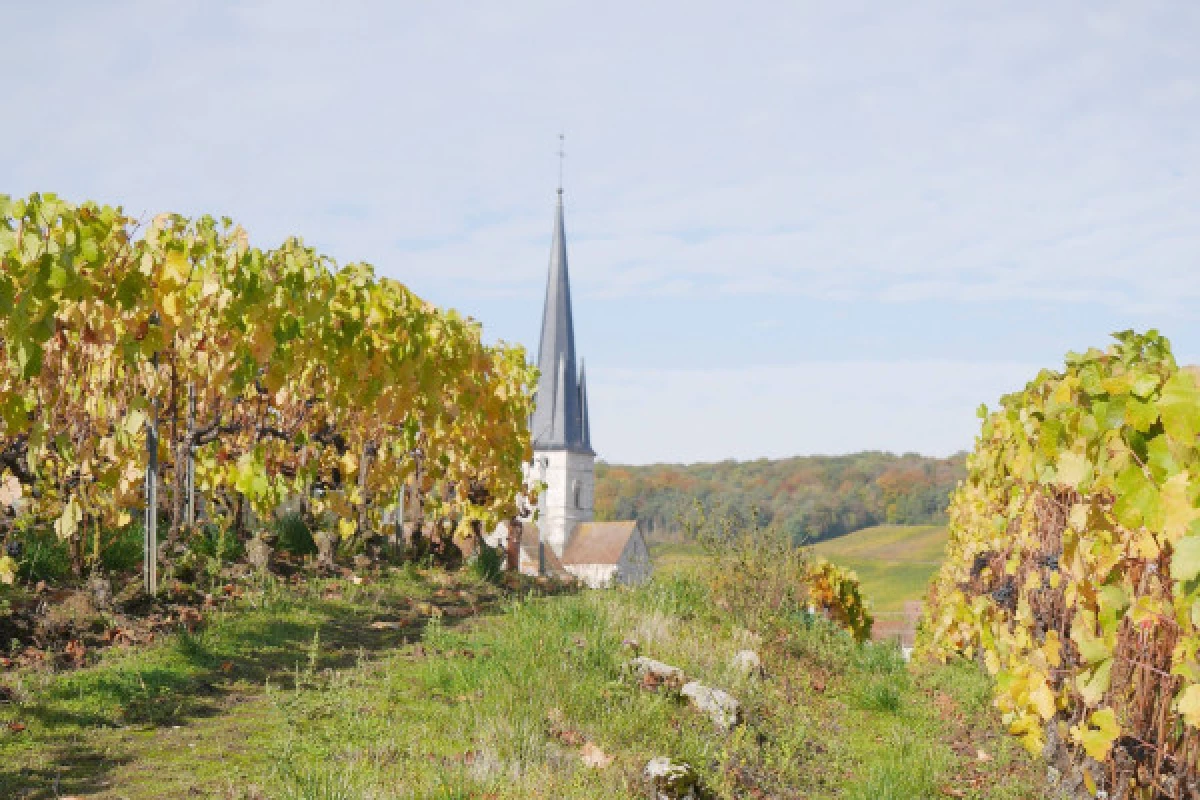 La Champenoise Brut tradition visite de cave et vignoble - Bonjour Fun