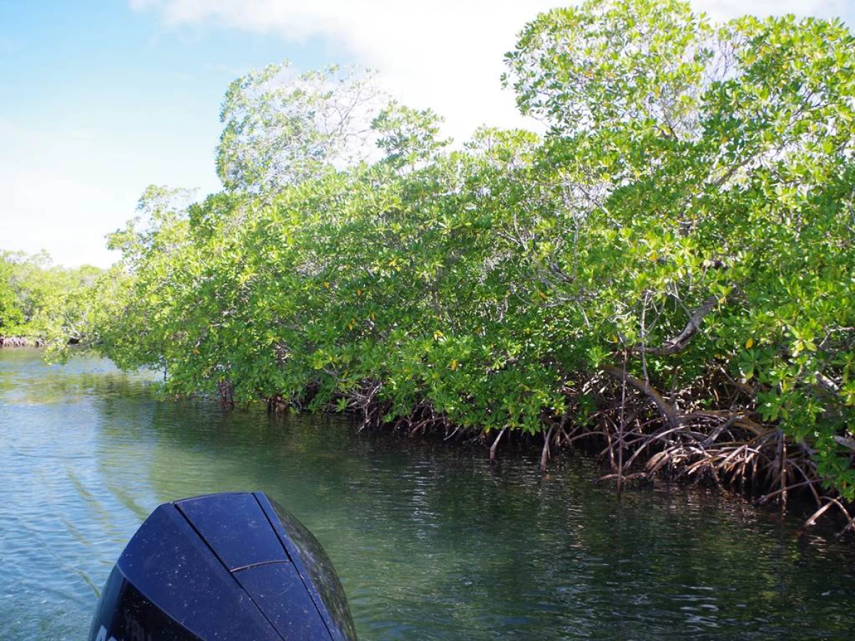 Excursion Îlet Caret Guadeloupe ! - Bonjour Fun