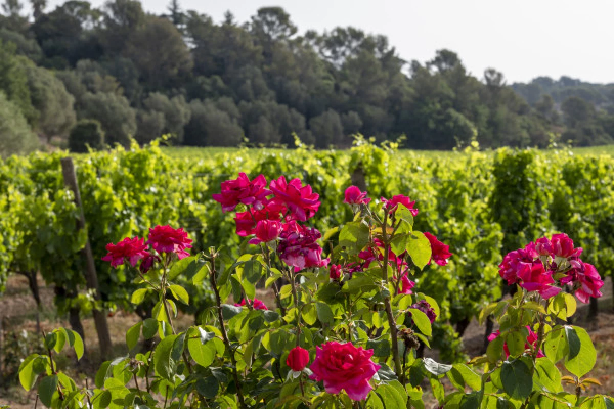 Le Clos des Roses - Visite audio du domaine et des caves - Bonjour Fun