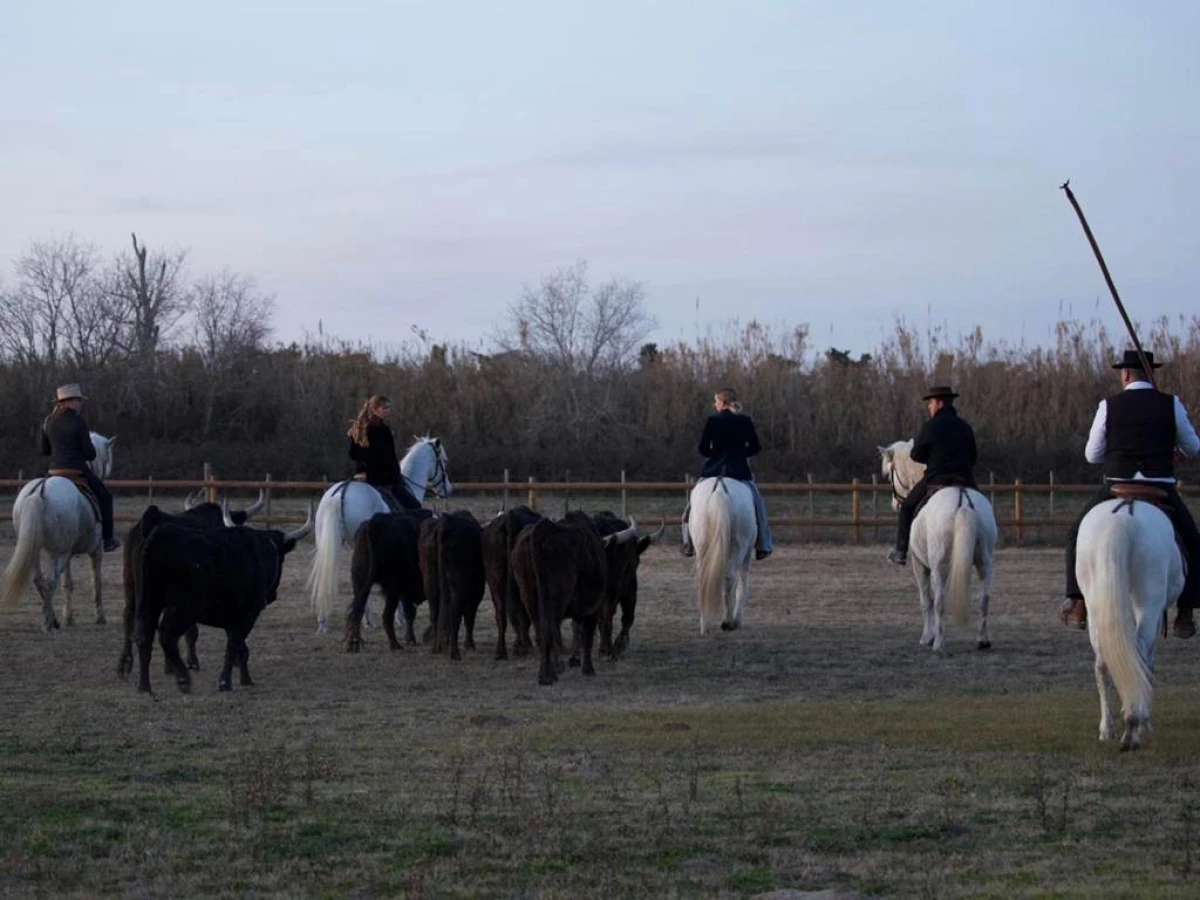 Le Sauvage - Domaine en Camargue - Bonjour Fun