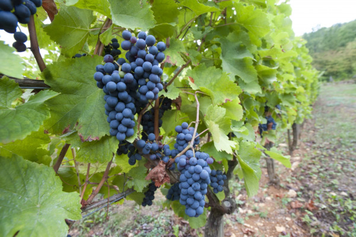 LE VIN ET LA VIGNE À BESANÇON - Bonjour Fun