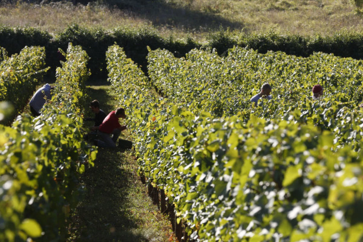 LE VIN ET LA VIGNE À BESANÇON - Bonjour Fun