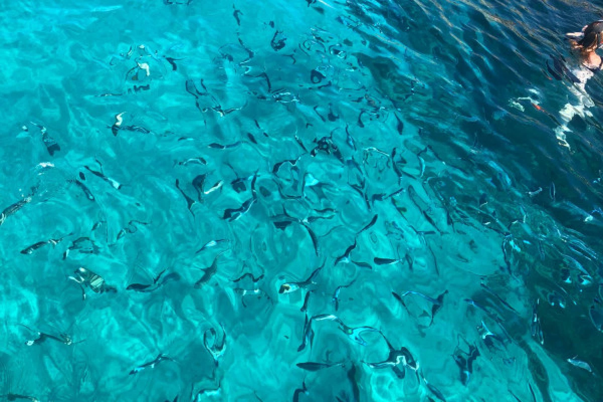 Les Calanques en demi-journée - Bonjour Fun