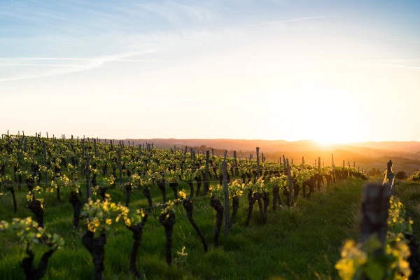 Les vins biodynamiques en taxi anglais - Bonjour Fun