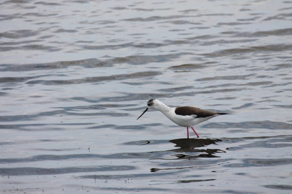 Lio Piccolo and Treporti : Birdwatching and Heritage - Bonjour Fun