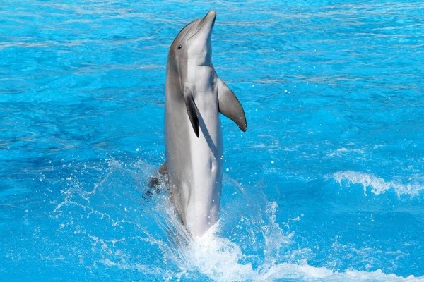 Entrée Marineland + Lagoon - PROMO - Bonjour Fun