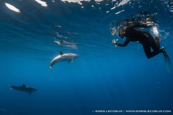 Sortie naturaliste -  Rencontre avec les dauphins - Bonjour Fun