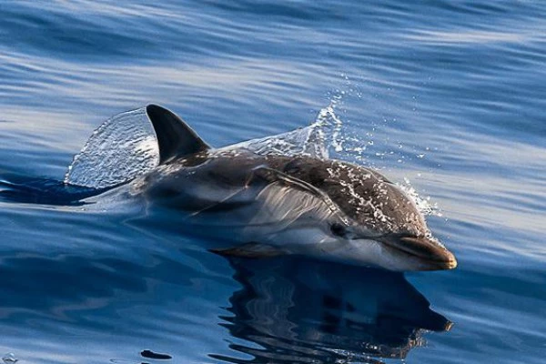 Sortie naturaliste -  Rencontre avec les dauphins - Bonjour Fun