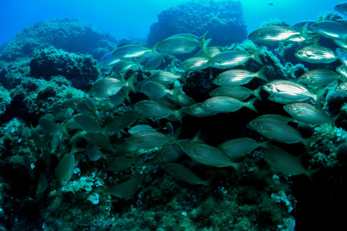 Open water Diver - Bonjour Fun