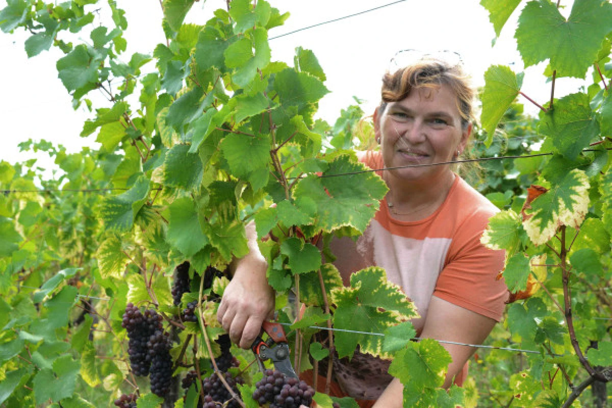 Osez le vin au féminin - Bonjour Fun