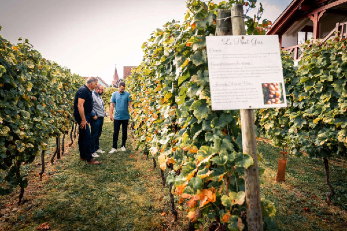 Parenthèse Vigneronne 'Initiation à la dégustation' - Bonjour Fun