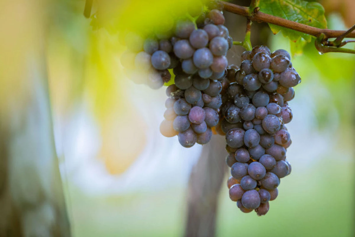 Parenthèse Vigneronne 'Initiation à la dégustation' - Bonjour Fun