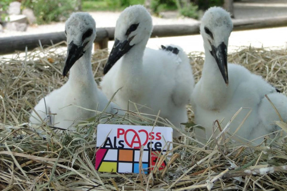 Pass'Alsace : visitez l'Alsace du nord au sud - Bonjour Fun