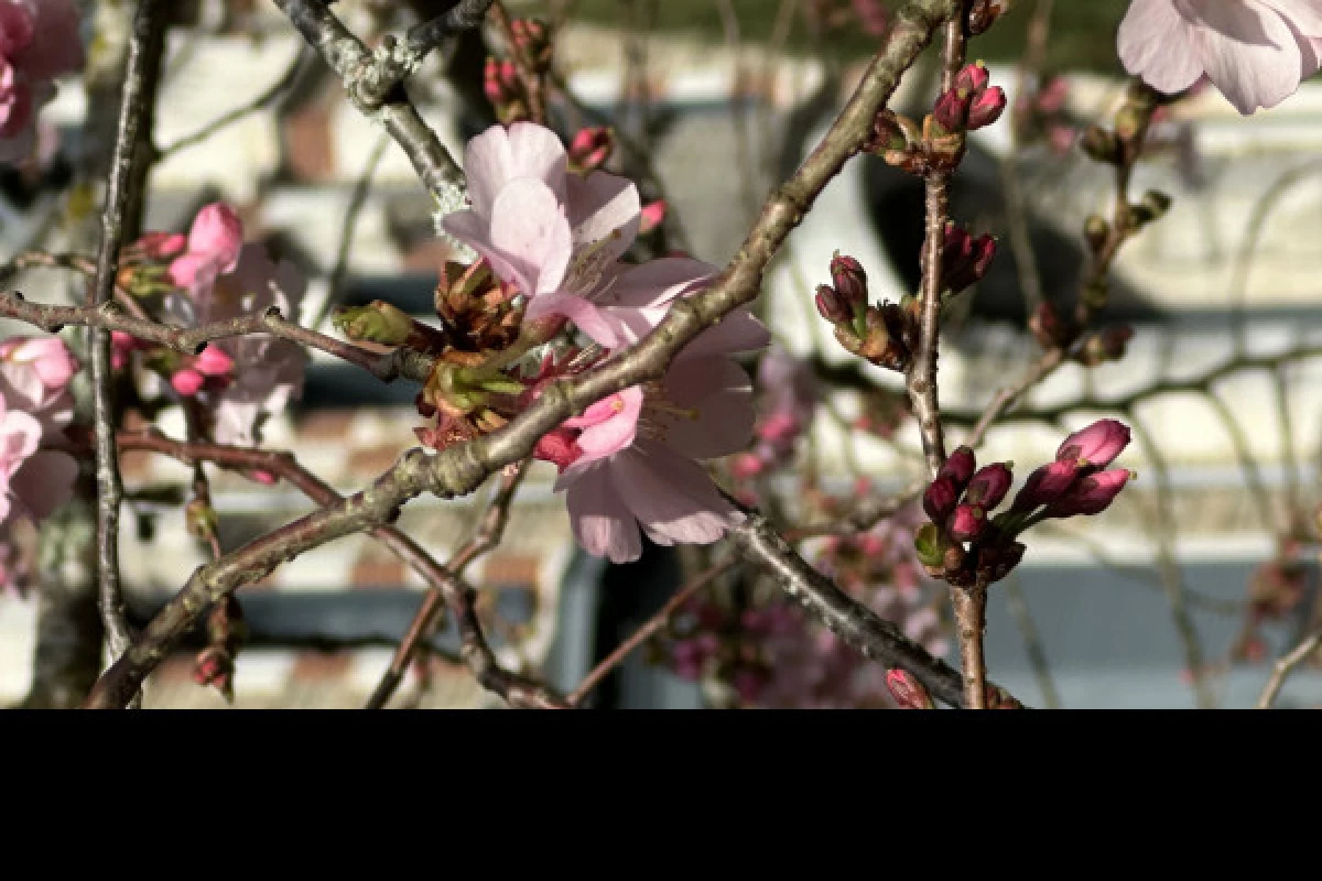 Pau, Ville Anglaise ? et  le Jardin Kofu - Bonjour Fun