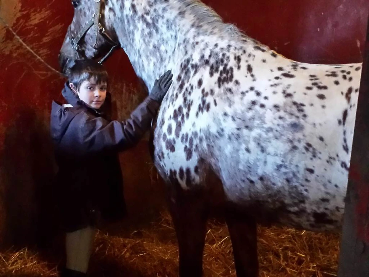 PENSION CHEVAL (pratique equitation) - Bonjour Fun