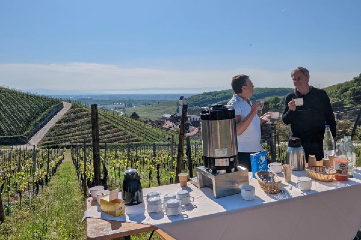 Petit déjeuner dans les vignes ! - Bonjour Fun