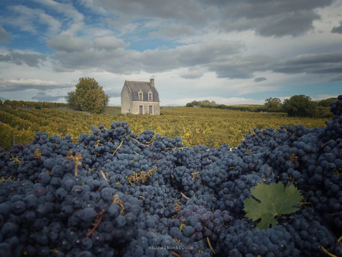 Visite du Domaine Pierre & Bertrand Couly - Bonjour Fun