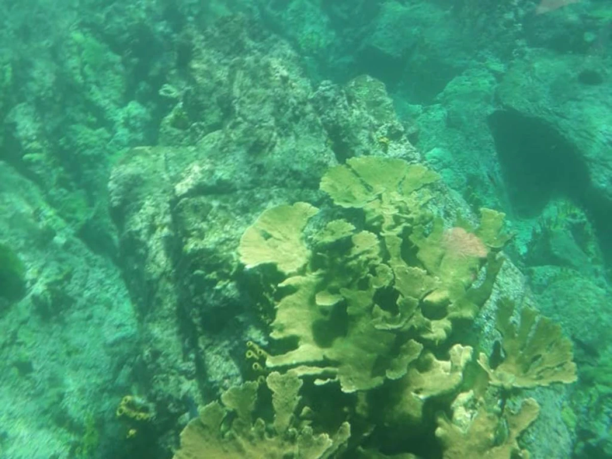 Premier Souffle : Baptême de Plongée à la Réserve Cousteau - Bonjour Fun