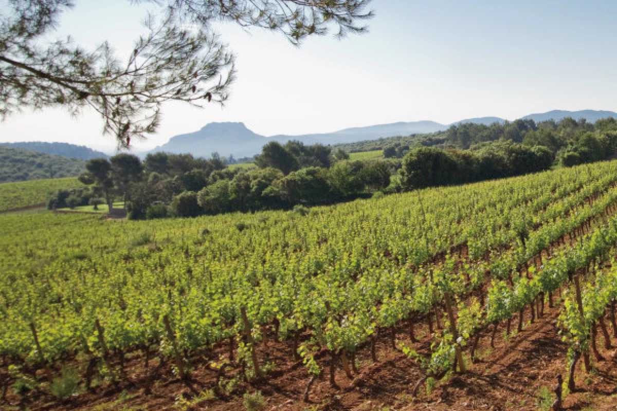 Provence Wine Tour - départ de Cannes - Bonjour Fun