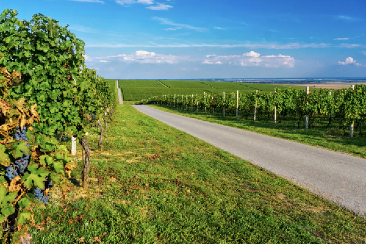 RALLYE ROUTE DES VINS D'ALSACE - Bonjour Fun